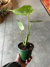 Load image into Gallery viewer, Monstera Deliciosa &quot;Thai Constellation&quot;