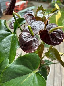 Anthurium - Burgundy Flamingo Flower