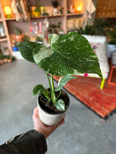 Load image into Gallery viewer, Monstera Deliciosa &quot;Thai Constellation&quot;