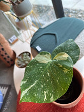 Load image into Gallery viewer, Monstera Deliciosa &quot;Thai Constellation&quot;