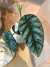 Load image into Gallery viewer, Alocasia - Sinuata - Quilted Dreams