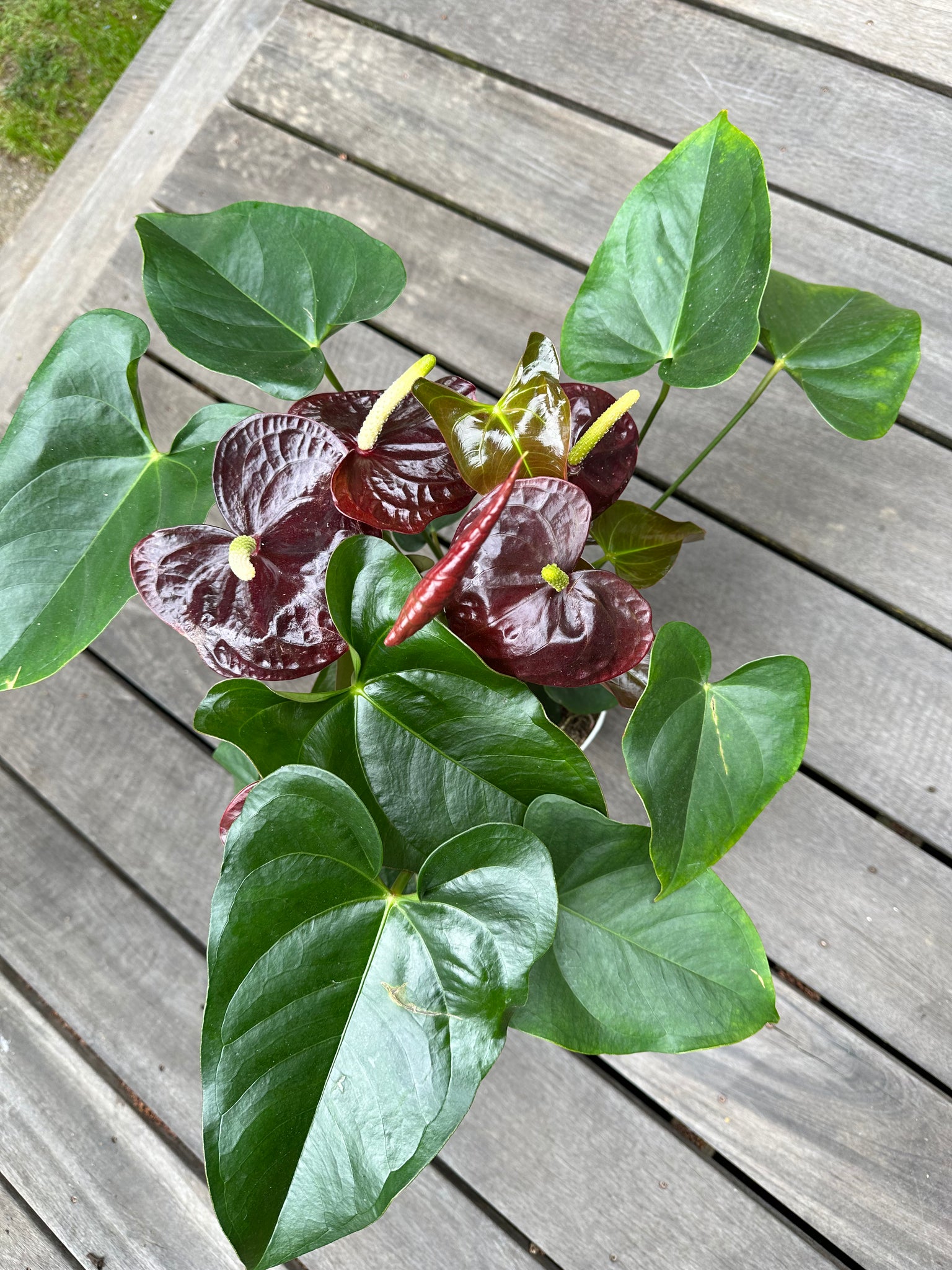 burgundy anthurium Anthurium