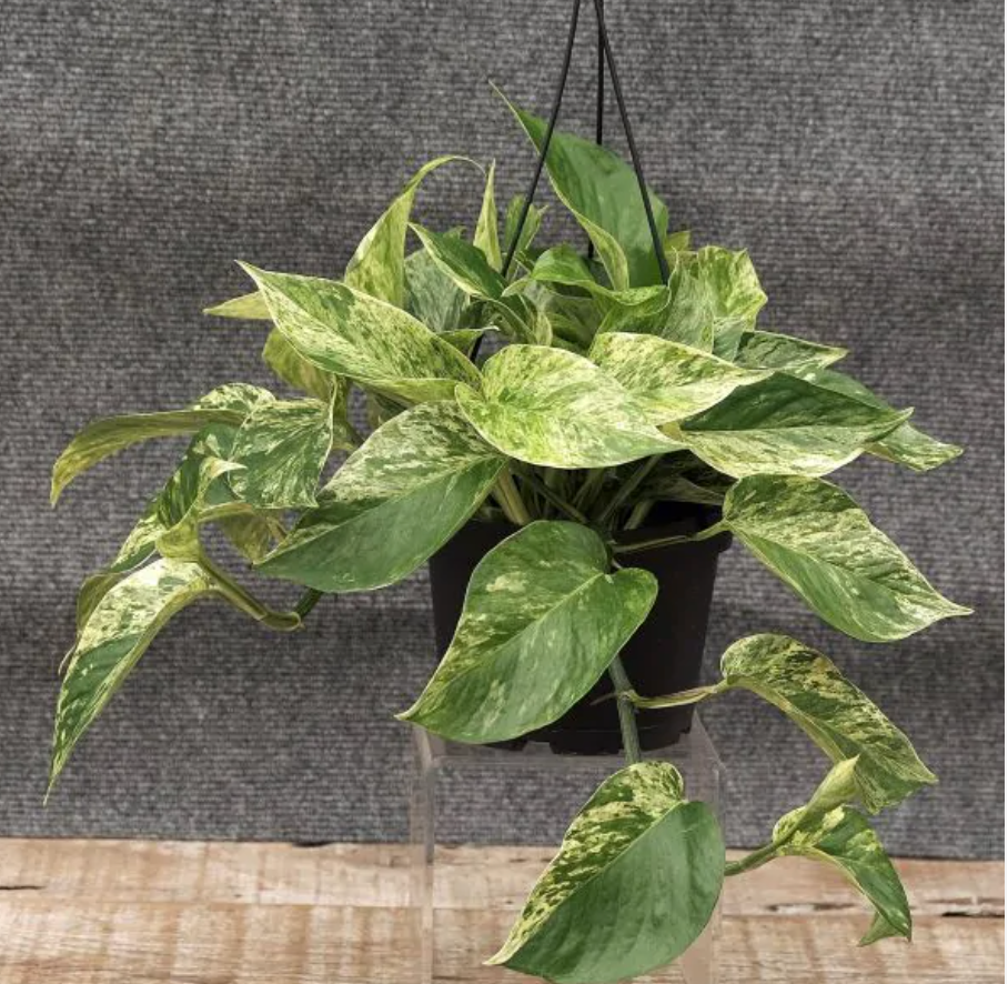 Epipremnum - Marble Queen Pothos
