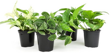 Load image into Gallery viewer, Assorted 4&quot; Trailing Plants
