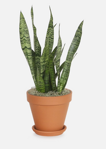 Sansevieria Black Coral - Snake Plant