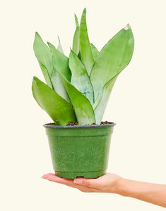 Sansevieria - Moonshine