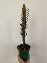 Load image into Gallery viewer, Euphorbia - Red Cathedral