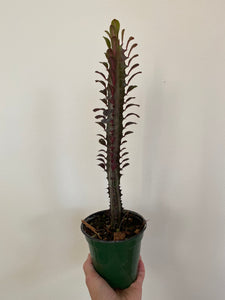 Euphorbia - Red Cathedral