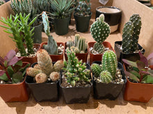 Load image into Gallery viewer, Cacti - Assorted - 2&quot;