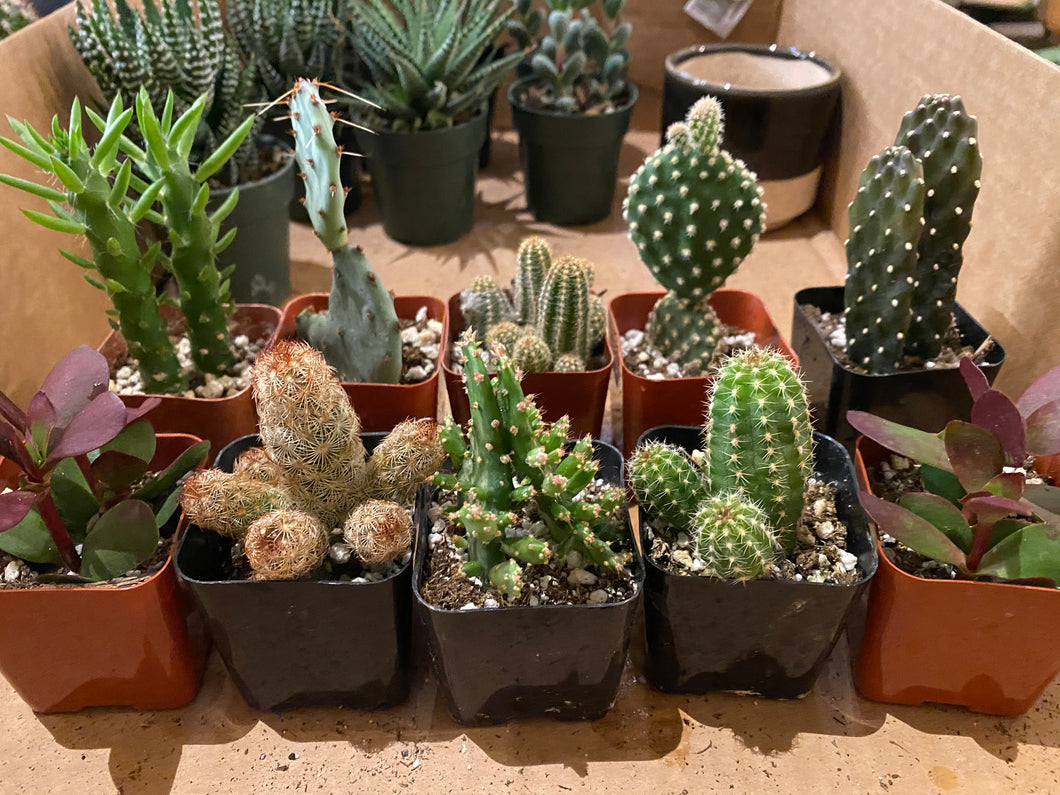 Cacti - Assorted - 2