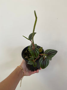 Peperomia - Piccolo Banda