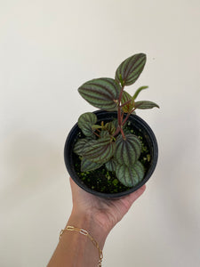 Peperomia - Piccolo Banda