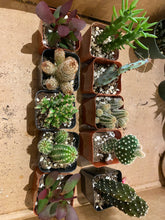 Load image into Gallery viewer, Cacti - Assorted - 2&quot;