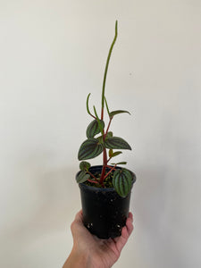 Peperomia - Piccolo Banda