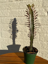 Load image into Gallery viewer, Euphorbia - Red Cathedral
