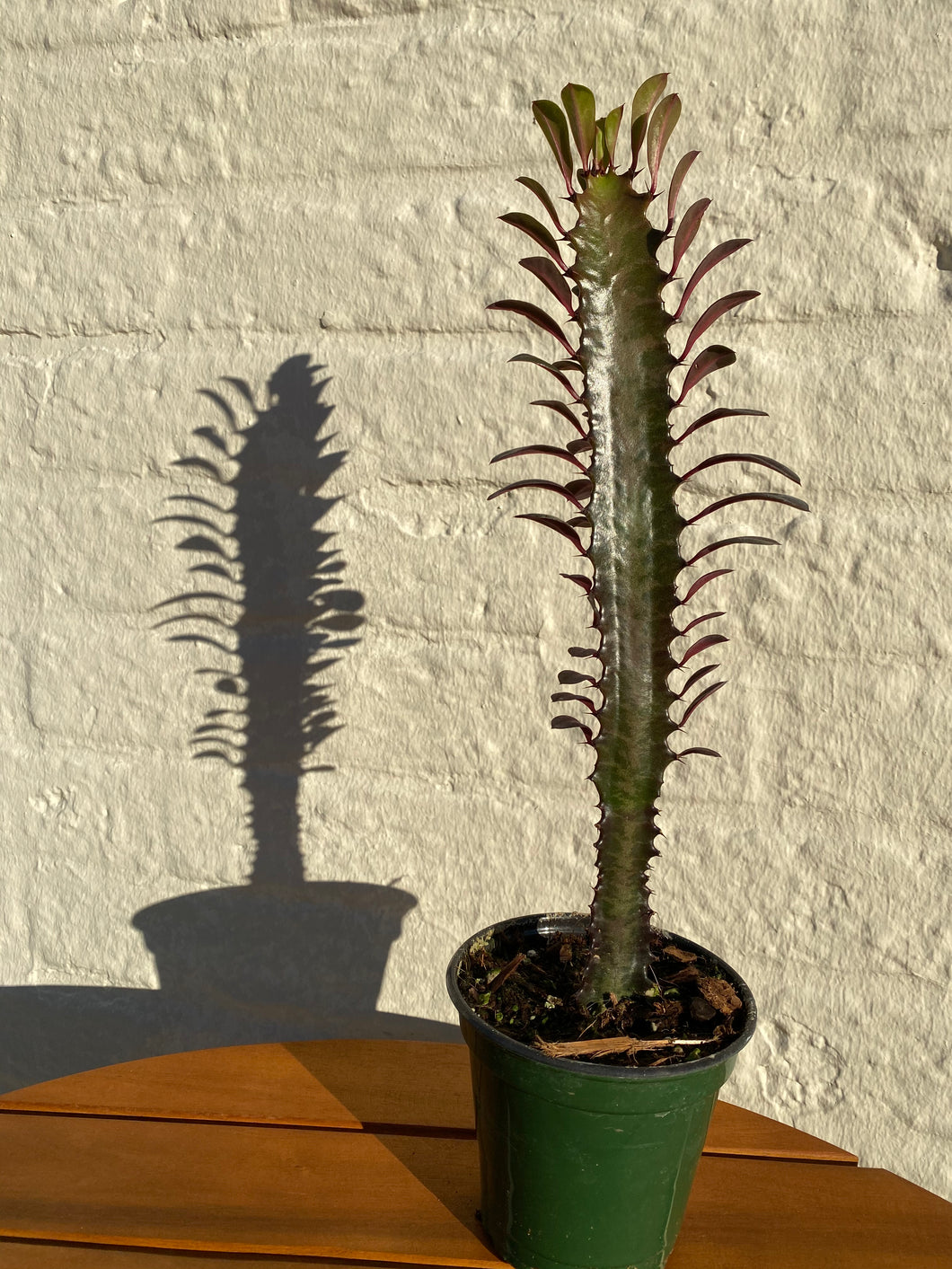 Euphorbia - Red Cathedral