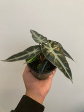Load image into Gallery viewer, Alocasia - Bambino