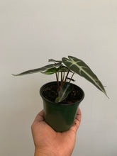 Load image into Gallery viewer, Alocasia - Bambino