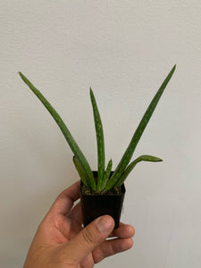 aloe vera plant portland oregon Aloe Vera – WILDEHAUS