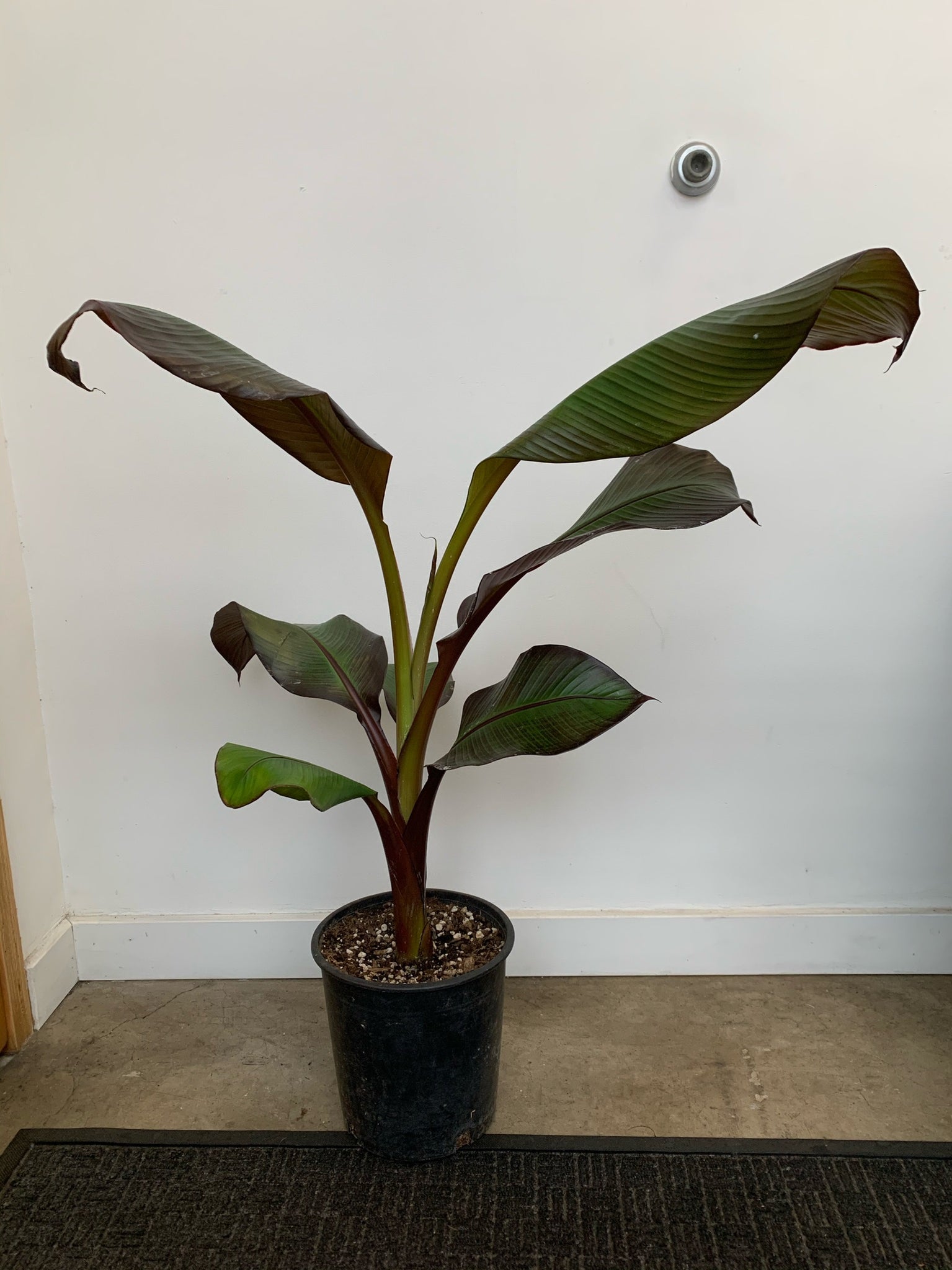 red banana plant indoors Ensete Maurelii