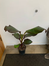 Load image into Gallery viewer, Ensete Maurelii - Red Abyssinian Banana Plant