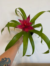 Load image into Gallery viewer, Bromeliad