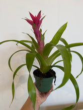 Load image into Gallery viewer, Bromeliad