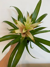 Load image into Gallery viewer, Bromeliad