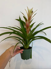 Load image into Gallery viewer, Bromeliad