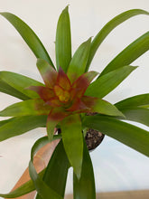 Load image into Gallery viewer, Bromeliad