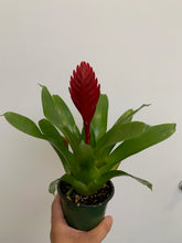 Load image into Gallery viewer, Bromeliad Holiday 4&quot;