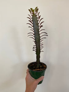 Euphorbia - Red Cathedral