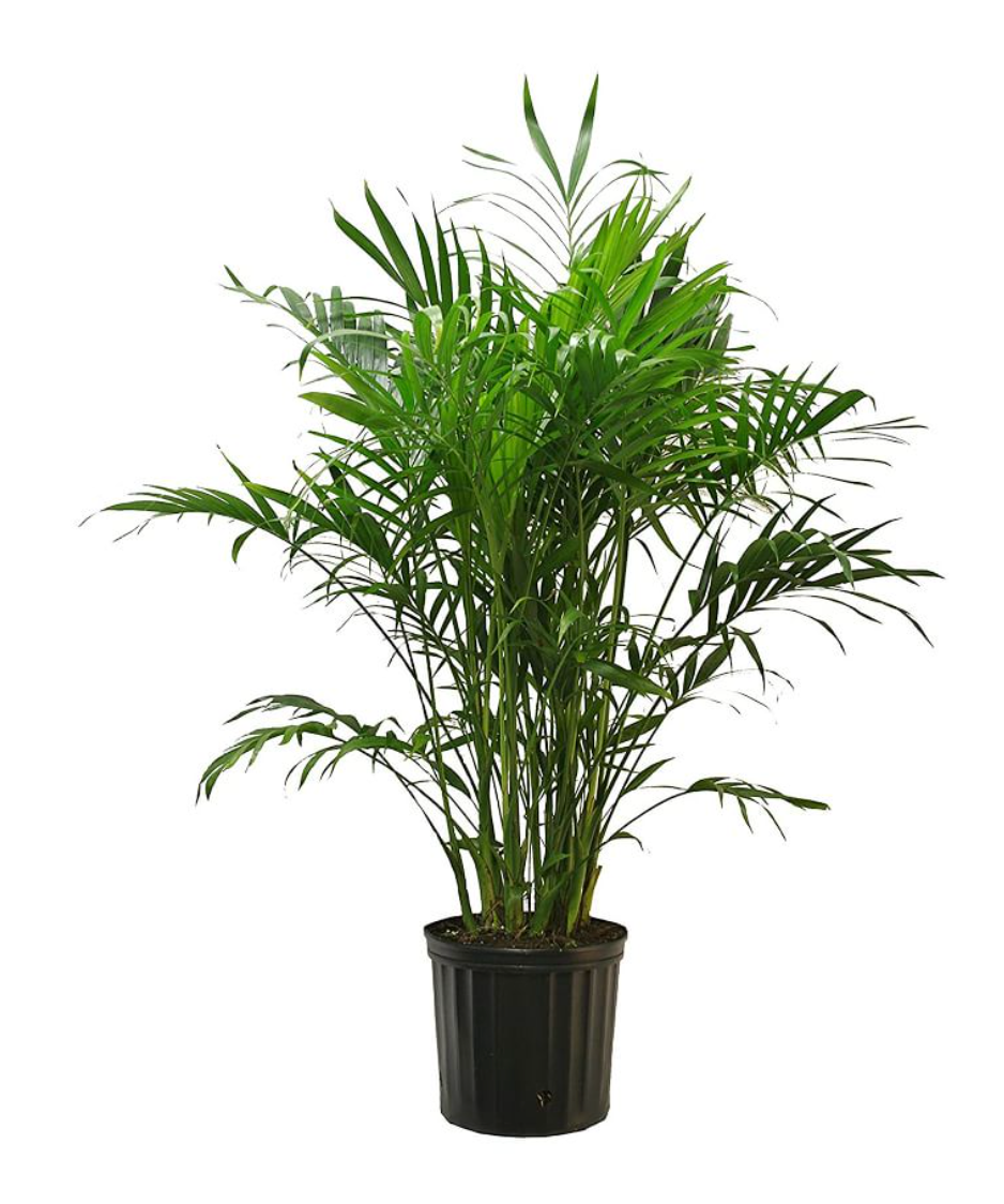 Chamaedorea cataractarum - Cat Palm