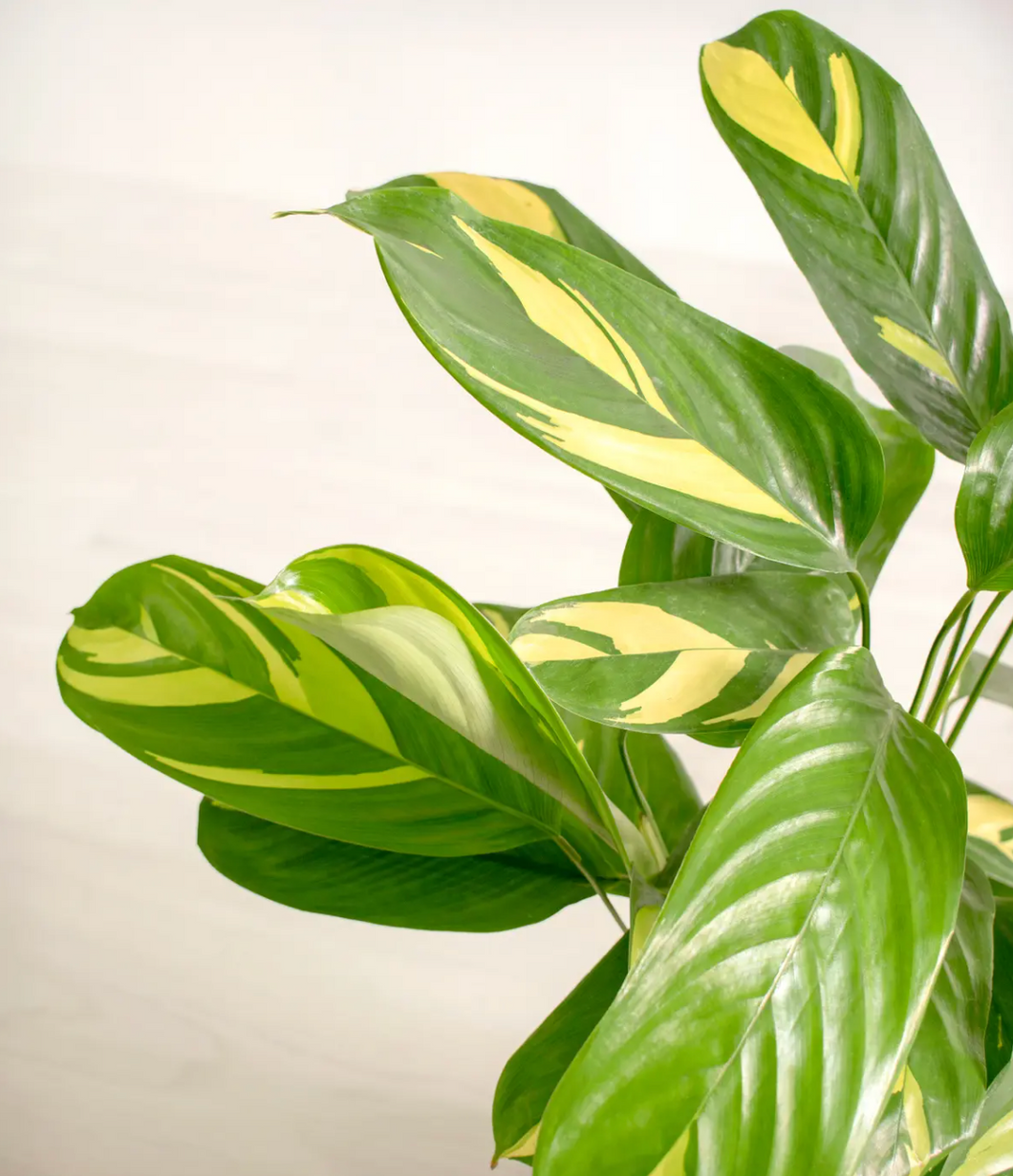 Ctenanthe Lubbersiana - Golden Mosaic Plant - Local Pickup Only