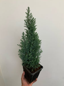 Cypress Tree