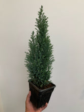 Load image into Gallery viewer, Cypress Tree