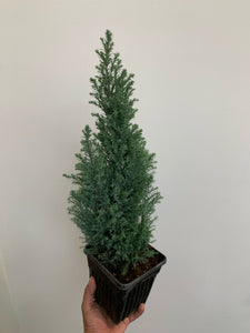 Cypress Tree