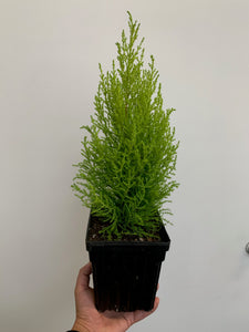 Cypress Tree