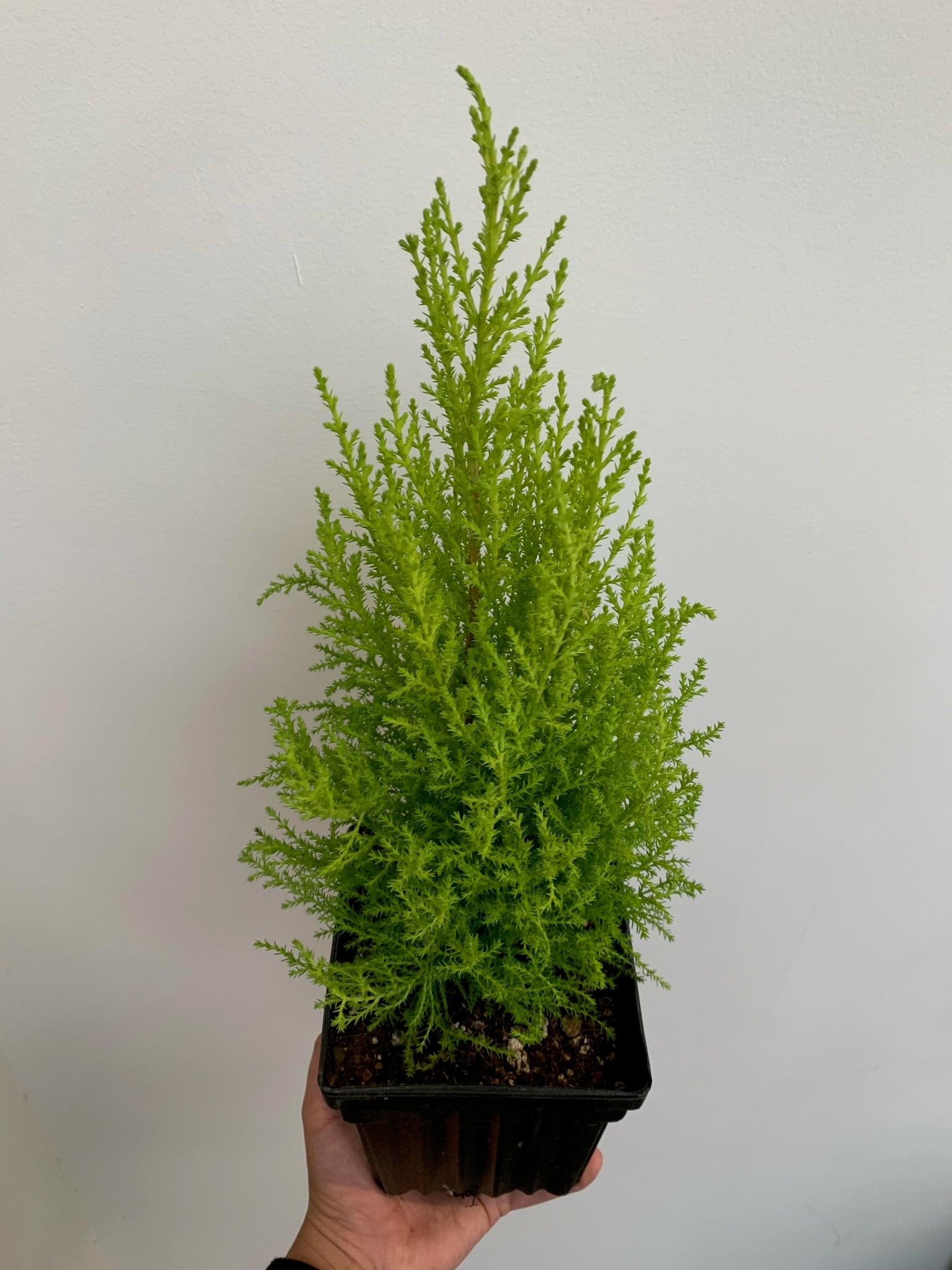 cypress house plant Cypress Tree – WILDEHAUS