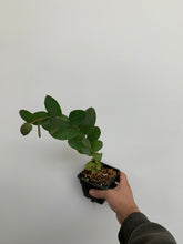 Load image into Gallery viewer, Eucalyptus Tree - 1 Gal pot