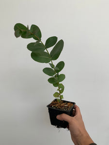 can i plant a eucalyptus tree in a pot Eucalyptus Tree