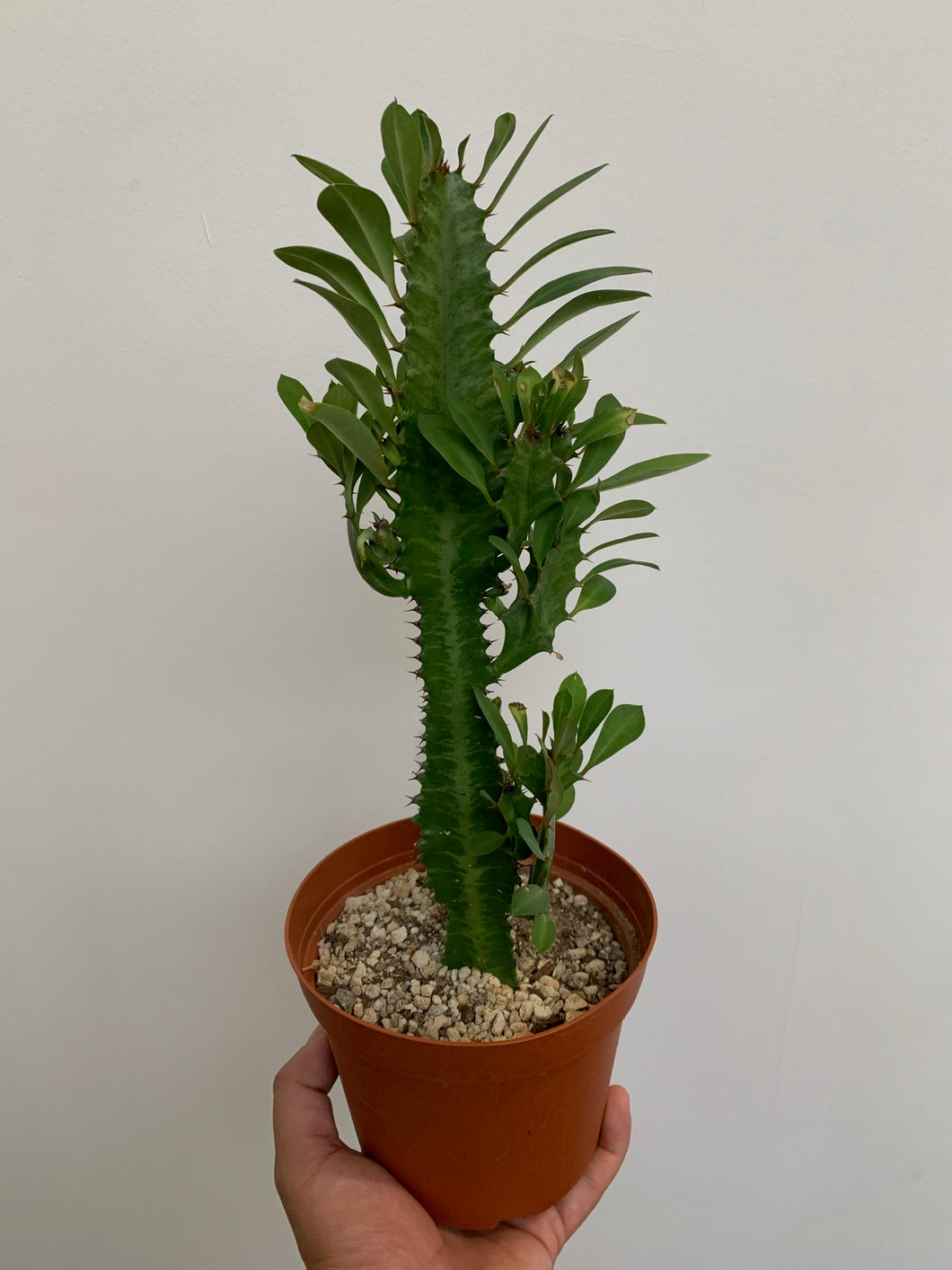 Euphorbia - Green Cathedral- Full