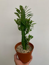 Load image into Gallery viewer, Euphorbia - Green Cathedral - Tall