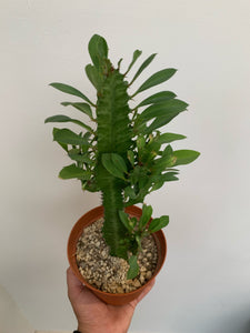 Euphorbia - Green Cathedral- Full