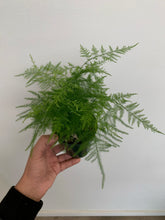 Load image into Gallery viewer, Plumosa Fern
