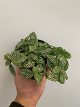 Load image into Gallery viewer, Fittonia