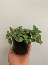 Load image into Gallery viewer, Fittonia