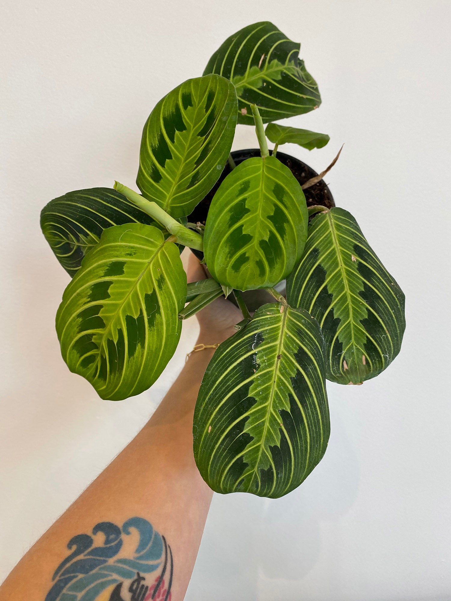 prayer plant tattoo Maranta Leuconeura