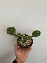 Load image into Gallery viewer, Opuntia Microdasys - Bunny Ears Cactus