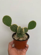 Load image into Gallery viewer, Opuntia Microdasys - Bunny Ears Cactus